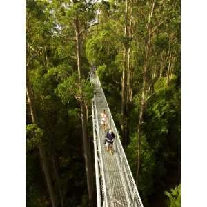  Otway Fly Tree Top Walk, Otway Ranges, Victoria, Australia 