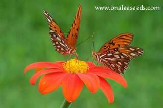 24+ TORCH ORANGE MEXICAN SUNFLOWER SEEDS / butterflies  