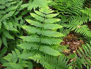 Tennessee ostrich / glade fern Diplazium pycnocarpon  