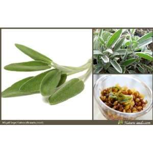  Nature Seeds Sage / Salvia Officinalis (Mint) 100 Herb 