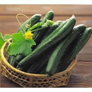  Japanese Cucumber Tasty Queen Seeds .5 Grams Patio, Lawn 