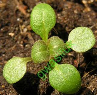 stevia with 3rd pair of leaves   its about 3 weeks old