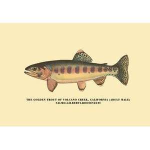  Vintage Art Golden Trout of Volcano Creek   02314 7