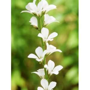  Francoa Confetti (Bridal Wreath), Evergreen Perennial 