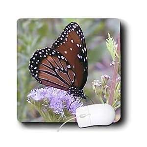  Jackie Popp Nature N Wildlife butterflies   The Queen 